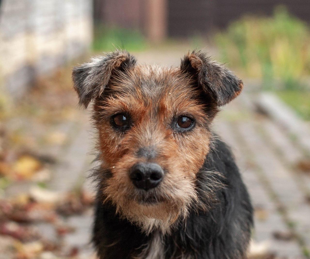 Chiens à adopter